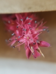 Persicaria orientalis