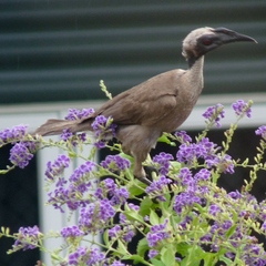 Philemon buceroides