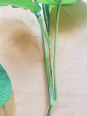 Persicaria orientalis