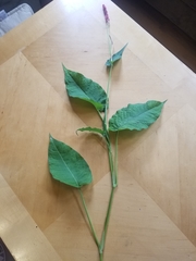 Persicaria orientalis