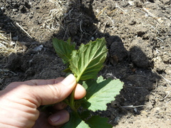 Phacelia viscida albiflora
