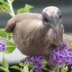 Philemon buceroides