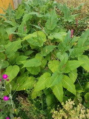 Persicaria orientalis