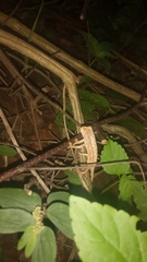 Rieppeleon kerstenii