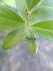 Leptorchestes peresi