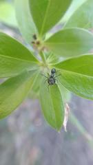 Leptorchestes peresi