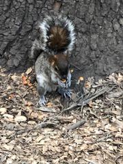 Sciurus aureogaster