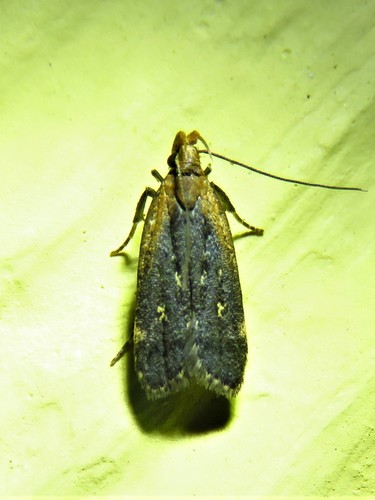 Coneflower Moth photo 3