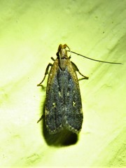 Dichomeris costarufoella