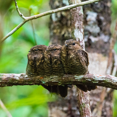 Nyctiprogne leucopyga