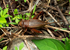 Teleogryllus derelictus