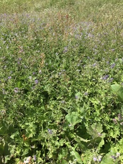 Geranium phaeum lividum