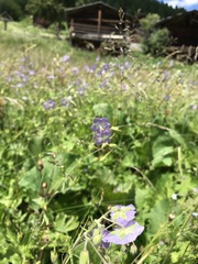 Geranium phaeum lividum
