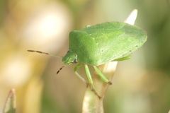 Nezara viridula