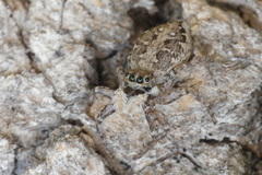 Menemerus semilimbatus