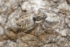 Menemerus semilimbatus