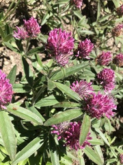 Trifolium alpestre