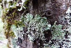 Menegazzia