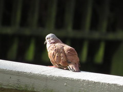 Columbina talpacoti rufipennis
