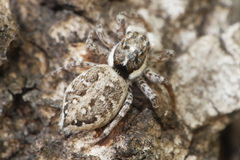 Menemerus semilimbatus
