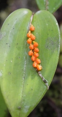 Pleurothallis truncata