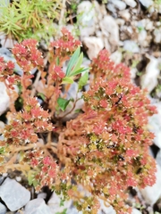 Sedum annuum