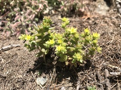 Sedum annuum