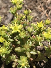 Sedum annuum