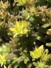 Sedum annuum