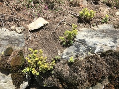 Sedum annuum