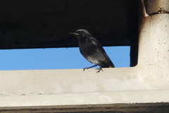 Phoenicurus ochruros