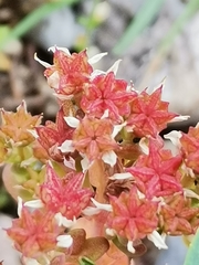 Sedum annuum