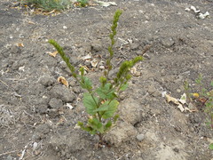Phacelia viscida albiflora