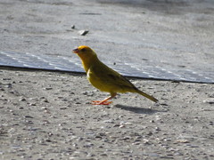 Sicalis flaveola flaveola