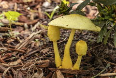 Leucocoprinus birnbaumii image