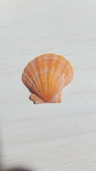 Pectinidae