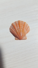 Pectinidae