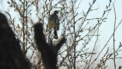 Anairetes flavirostris