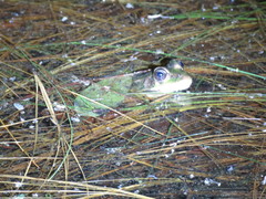 Lithobates lenca
