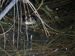Lithobates lenca