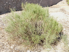 Retama monosperma