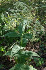 Eupatorium godfreyanum