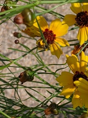 Halictus ligatus