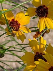 Halictus ligatus
