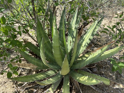 Thorn-crested Agave (Agave univittata)