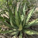 Thorn-crested Agave - Photo (c) Reid Hardin, some rights reserved (CC BY-NC), uploaded by Reid Hardin