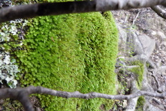 Leptostomum inclinans