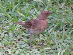 Turdus ignobilis ignobilis