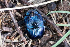 Phanaeus furiosus