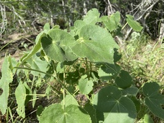 Allowissadula lozanoi